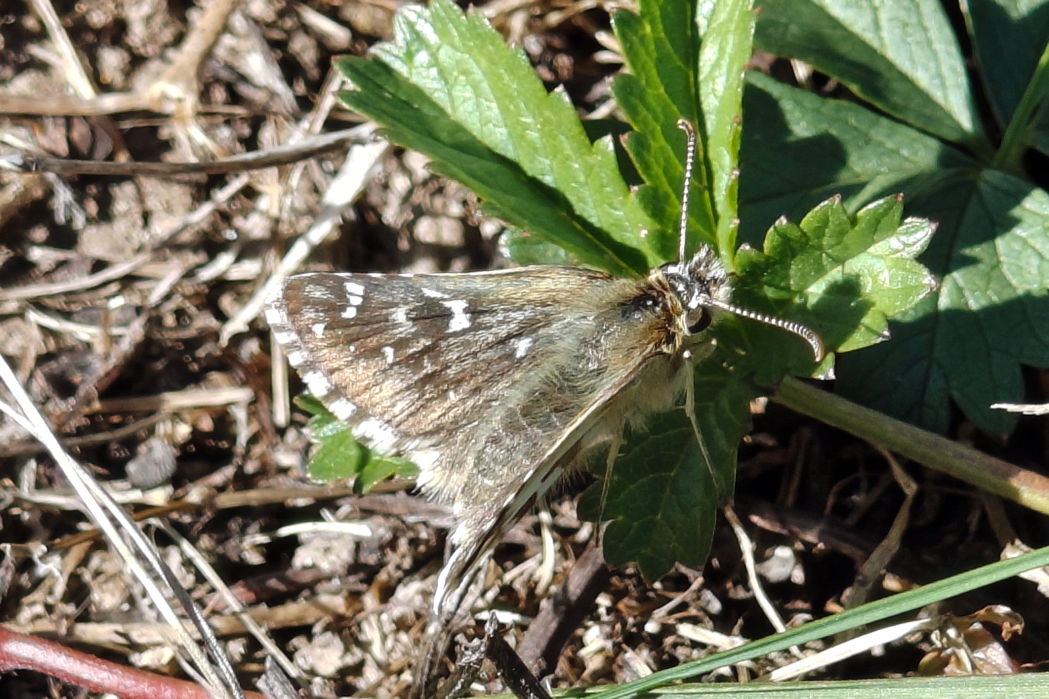 upper side